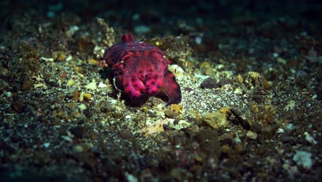 Sepia-Extravagante-Lembeh-Indonesia-4k-25fps