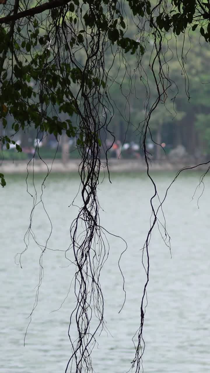 매달린 포도나무 가 있는 조용 한 호수 의 정적 한 풍경