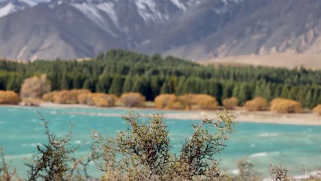 wind sweeps across turquoise lake tekapo, shaking thorny pine branches in the foreground, with distant forests and snow-capped mountains under natural daylight. subtle camera shake enhances the dynamic, brisk mood