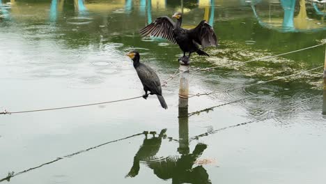 Un-Día-Lluvioso-De-Verano-En-El-Parque-Shakujii-En-Tokio-Los-Cormoranes-Descansan-Descansando-En-Medio-De-Uno-De-Sus-Lagos