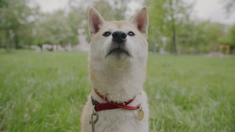 shiba inu dog in a park