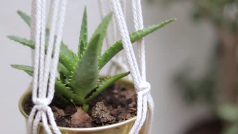 aloe vera plant in macrame hanging planter