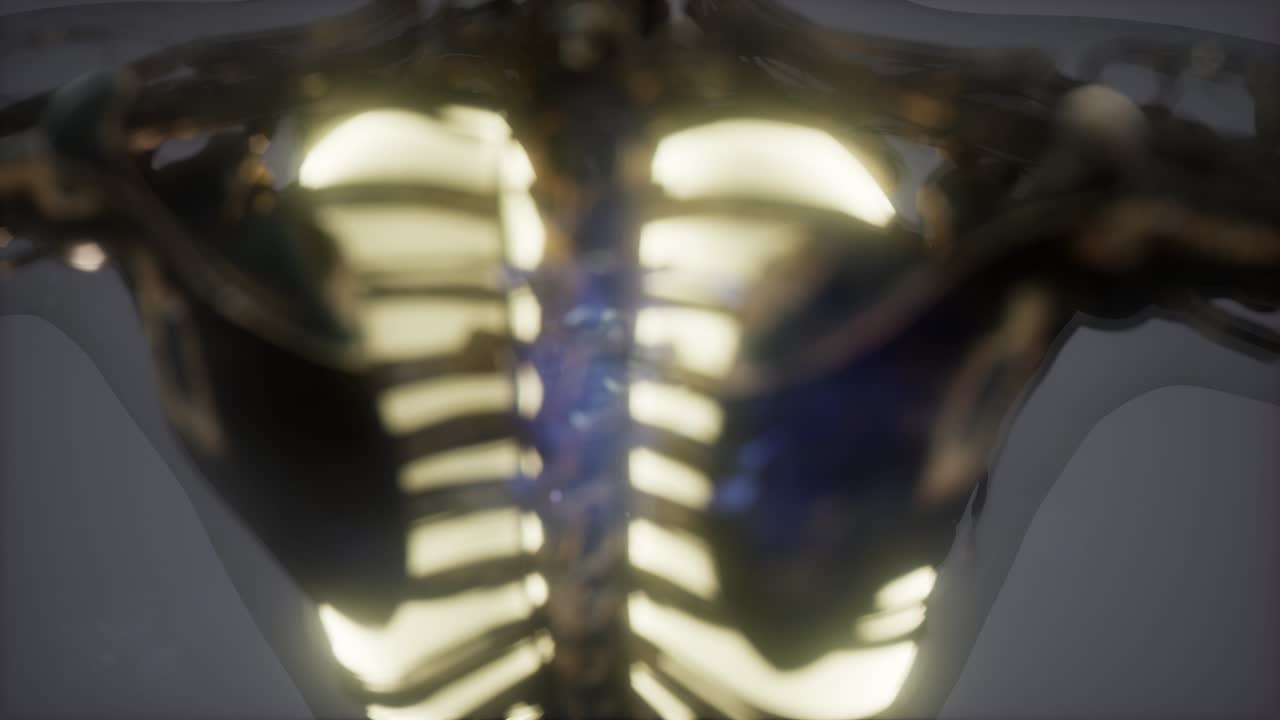 Human Body with Visible Lungs