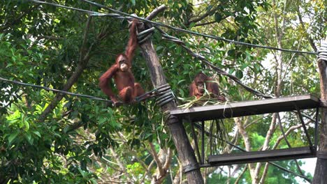 un gran simio sentado y agarrado a la cuerda mirando al otro orangután hambriento alimentándose de comida frondosa en la plataforma del zoológico de singapur, sudeste de asia, toma de movimiento manual