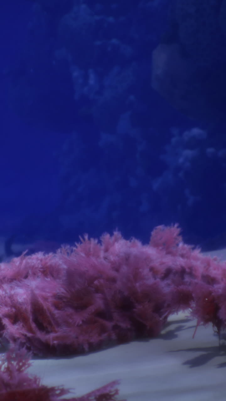 Paesaggio sottomarino con coralli vivaci e acque cristalline nell'oceano
