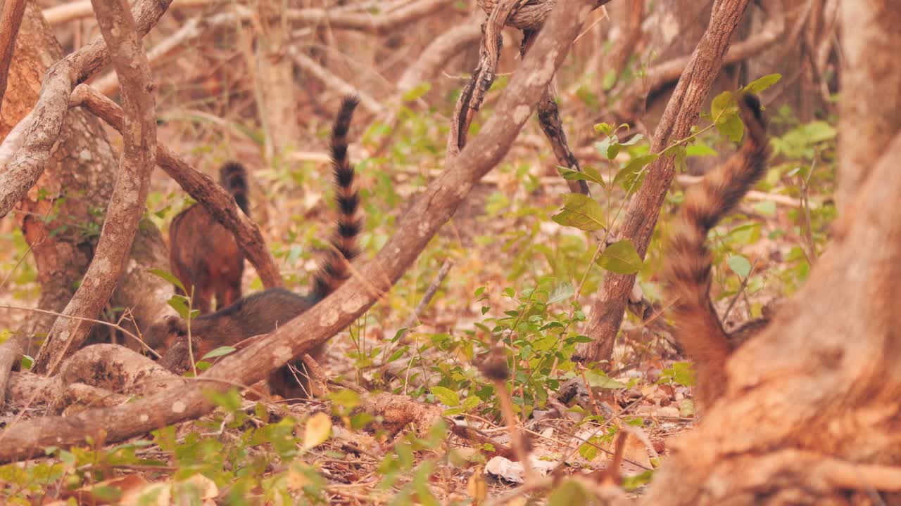아름다운 줄무늬 꼬리를 보여주는 코아티스 그룹