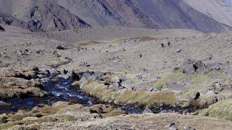 Wild-horses-graze-on-rocky-mountain-plateau,-stream-in-foreground