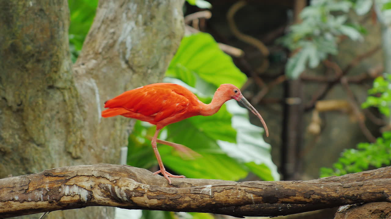 Ibis escarlata - un hermoso pájaro rojo exótico 1