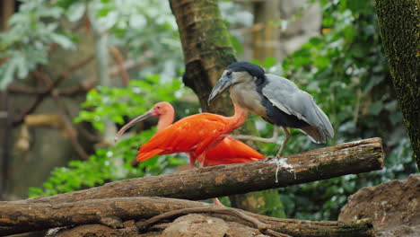 Ibis-Escarlata---Un-Hermoso-Pájaro-Rojo-Exótico-1