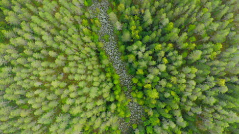 Drone-Vista-De-Pájaro-Del-Río-Seco-En-El-Bosque