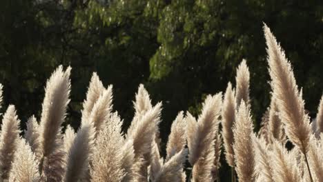 Belleza-En-La-Naturaleza,-Flores-De-Hierba-Pampa-Balanceándose-Suavemente-En-La-Brisa-Del-Atardecer-Con-árboles-Detrás-En-Cámara-Lenta