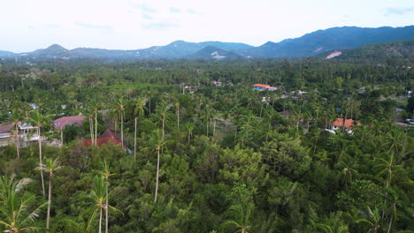 Buildings-between-palm-trees-on-countryside-rural-area-in-koh-samui,-aerial-view