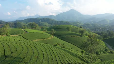 aerial view of long coc tea hills vietnam