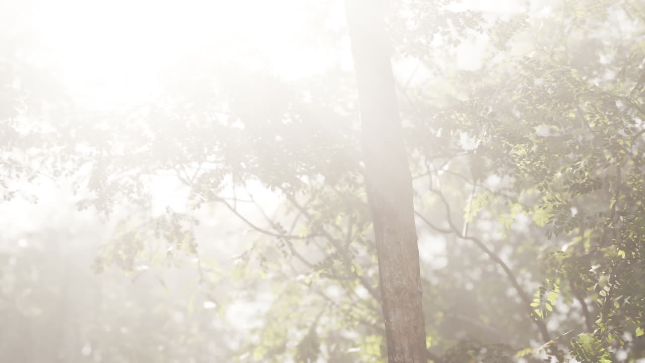 숲 을 가로지르는 빛