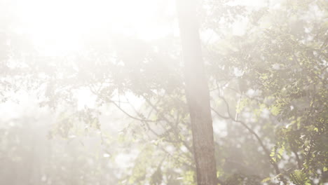 la luz del sol filtrándose a través de un bosque