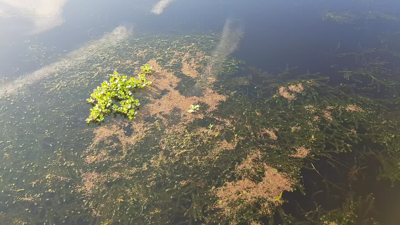 표면 아래와 위에서 자라는 수생 식물, lake toho kissimmee florida