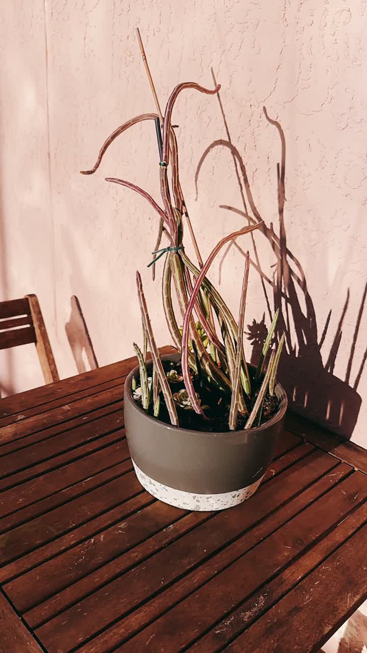 planta suculenta en una olla