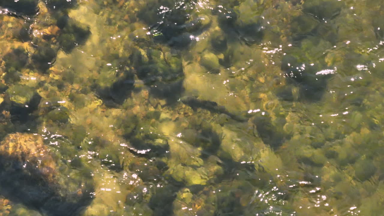 hermosa fotografía cenital mirando un salmón atlántico nadando río arriba