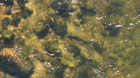 Hermosa-Fotografía-Cenital-Mirando-Un-Salmón-Atlántico-Nadando-Río-Arriba