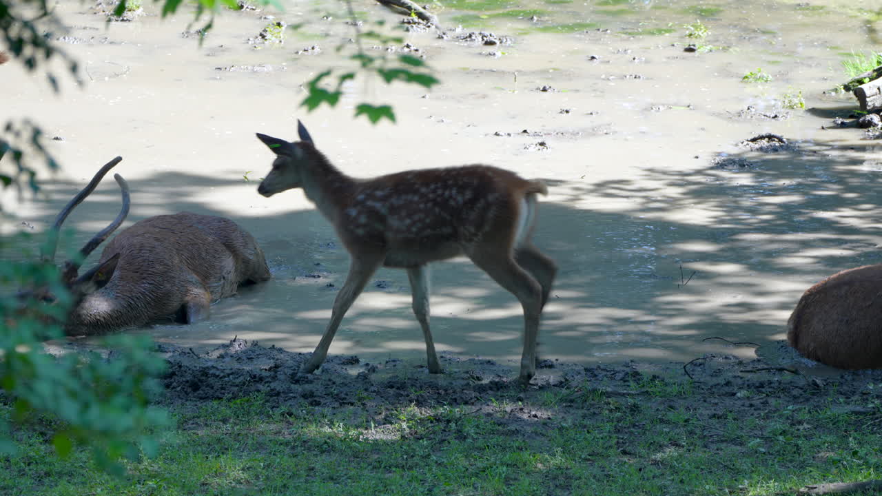 Family of deer resting and in wilderness and cooling in dirty water pond during summer,4K -