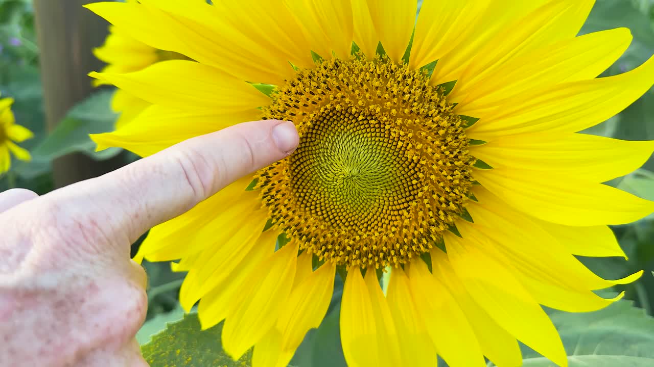 활기찬 꽃과 상호 작용하는 손