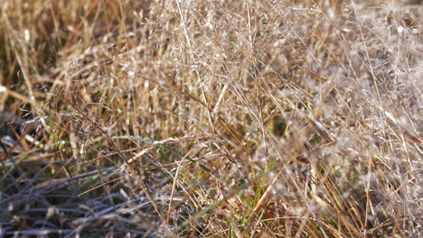 wild meadow grass on frosty morning