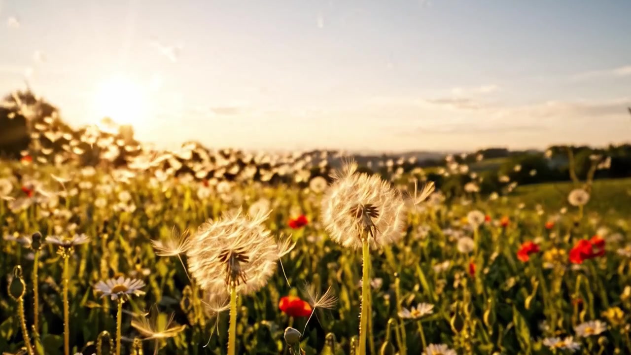 Betagende soloppgang over en blomstrende eng opplyst av mykt sollys, som viser en levende kombinasjon av løvetann, villblomster og frodig grønt.
