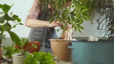 female gardening transplanting dwarf umbrella tree