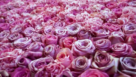 natural roses background closeup