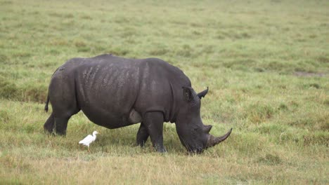 black rhino with egret on the field in aberdare national park, kenya, africa