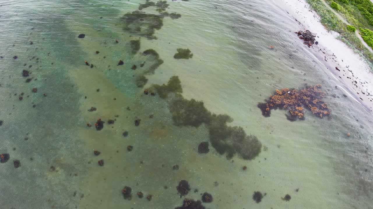 Drone footage of a shallow, rocky shoreline with patches of seaweed and clear coastal waters. The top-down angle reveals underwater details, creating a textured and natural marine environment
