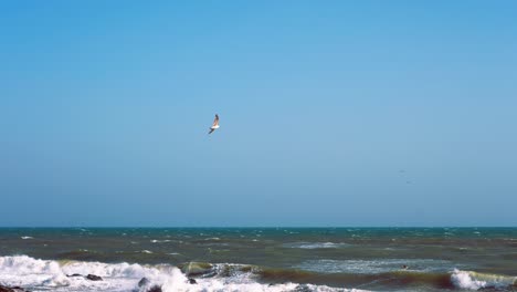 Birds-in-the-sky-on-an-empty-beach-in-slow-motion