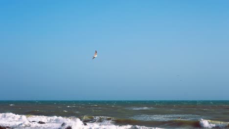 birds in the sky on an empty beach in slow motion