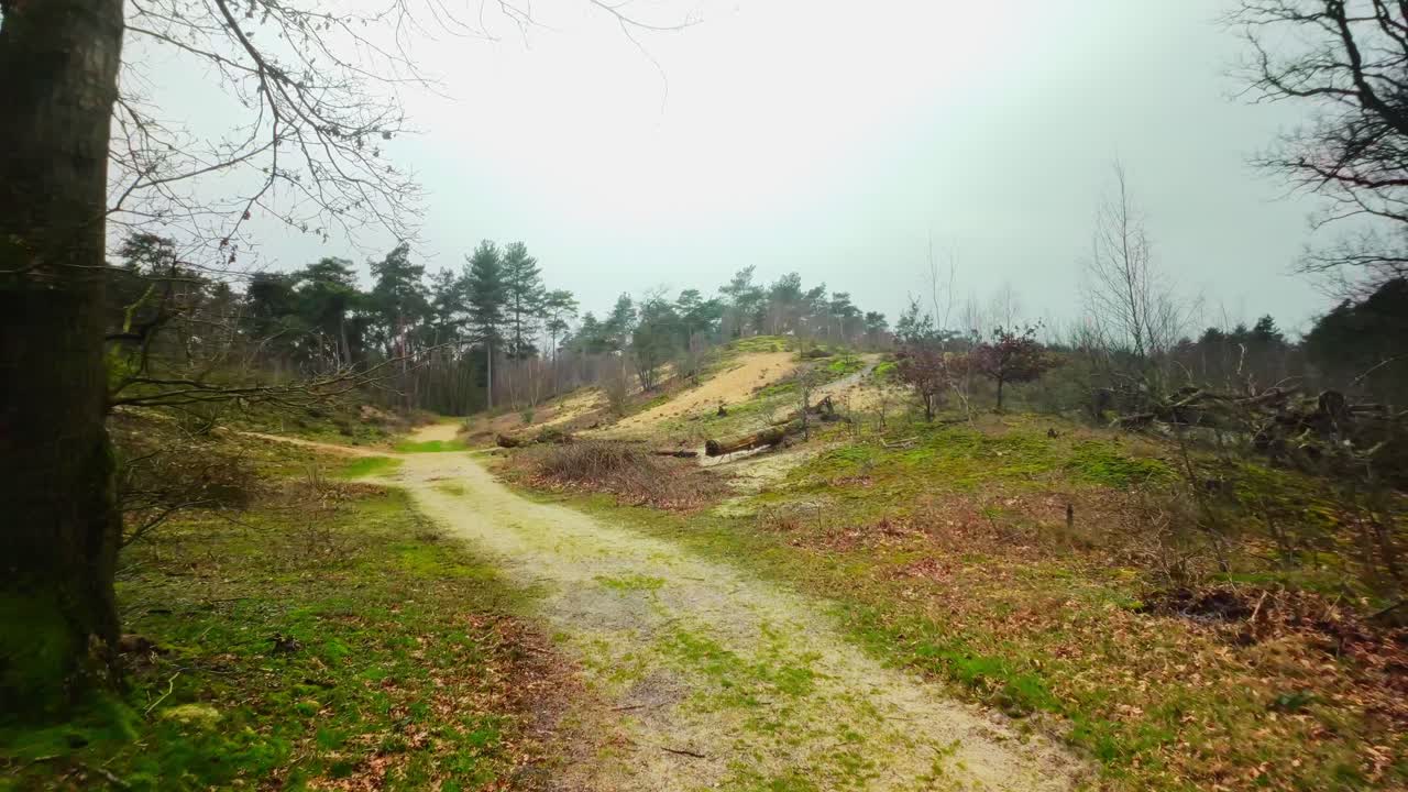 sendero de arena en un bosque abandonado con una duna de arena cubierta de musgo en el paisaje de limburgo