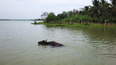 4K-Drohnenaufnahmen-Von-Wasserochsen,-Die-Im-See-Schwimmen,-Sri-Lanka