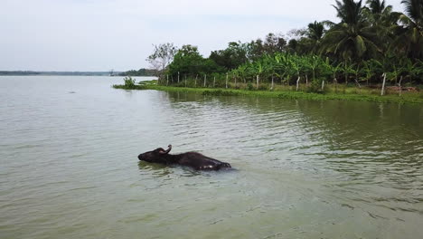 imágenes de drones 4k agua buey nadando en el lago, sri lanka