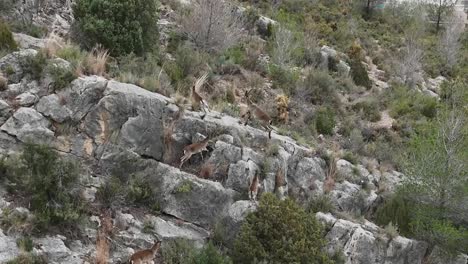 a herd of spanish ibex running though the mountains