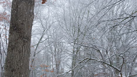 handheld shot of a winter storm in a thick forest