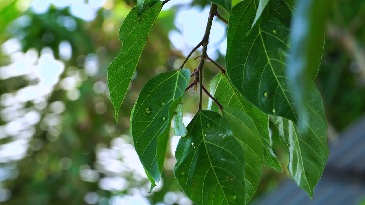 병든 잎이 있는 나무의 정적 샷을 닫습니다