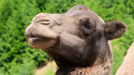 camel close-up