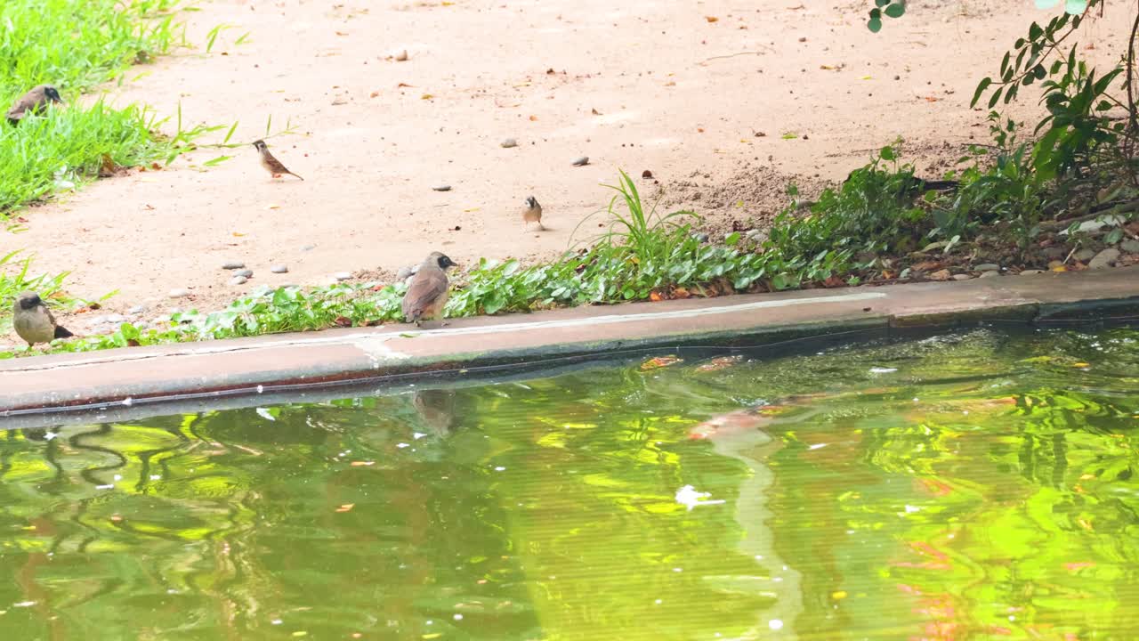 새 들 과 코이 들 이 연못 에서 상호 작용 하고 있다