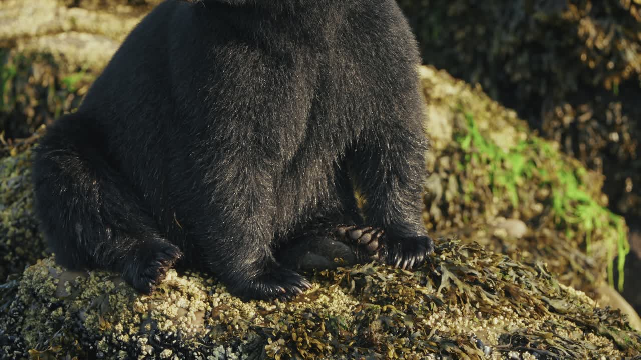 Orso nero a Port Hardy seduto tra le rocce, che evoca una solitudine selvaggia