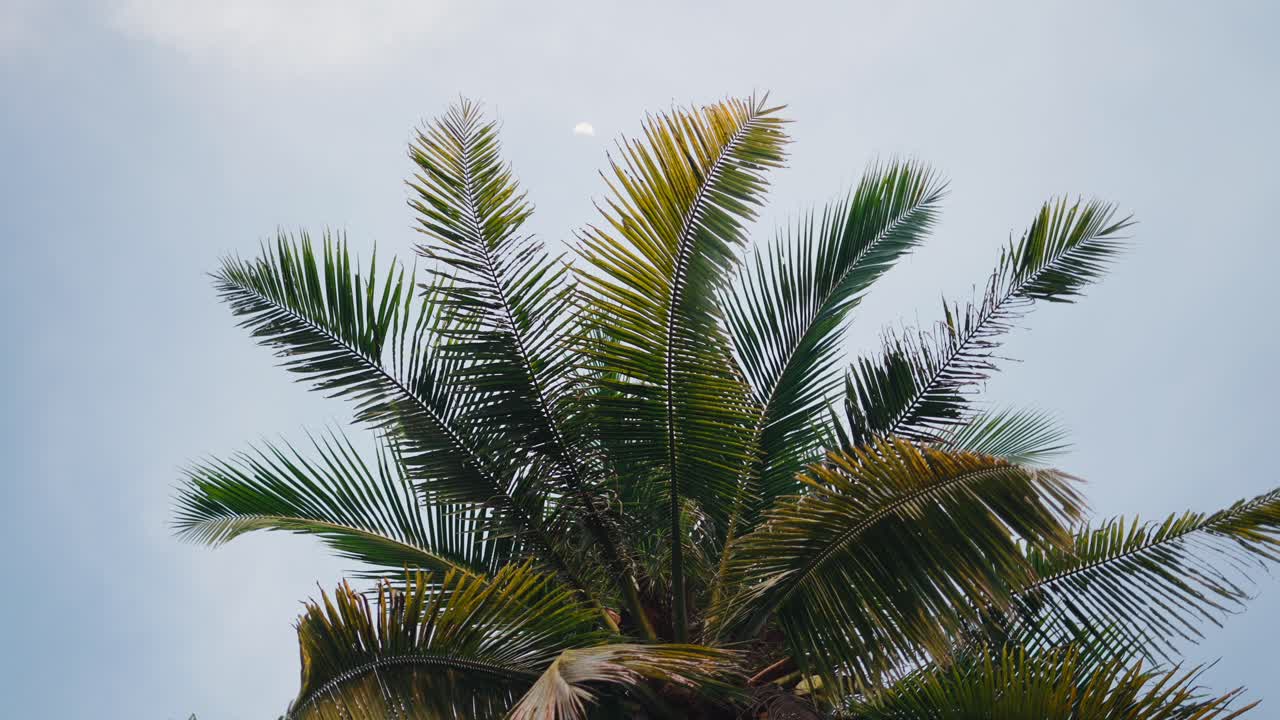 Palm Tree Crown Against Cloudy Sky with Moon