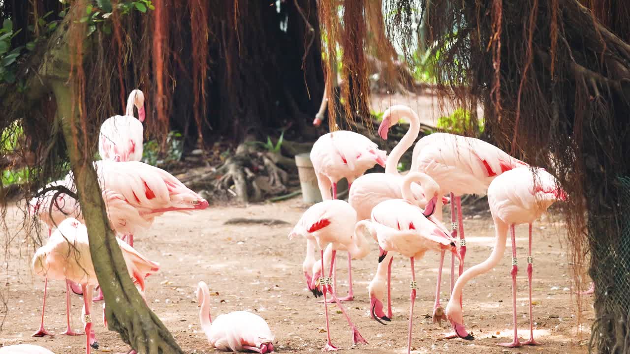 공원 에 있는 나무  에 모인 플라밍고 들