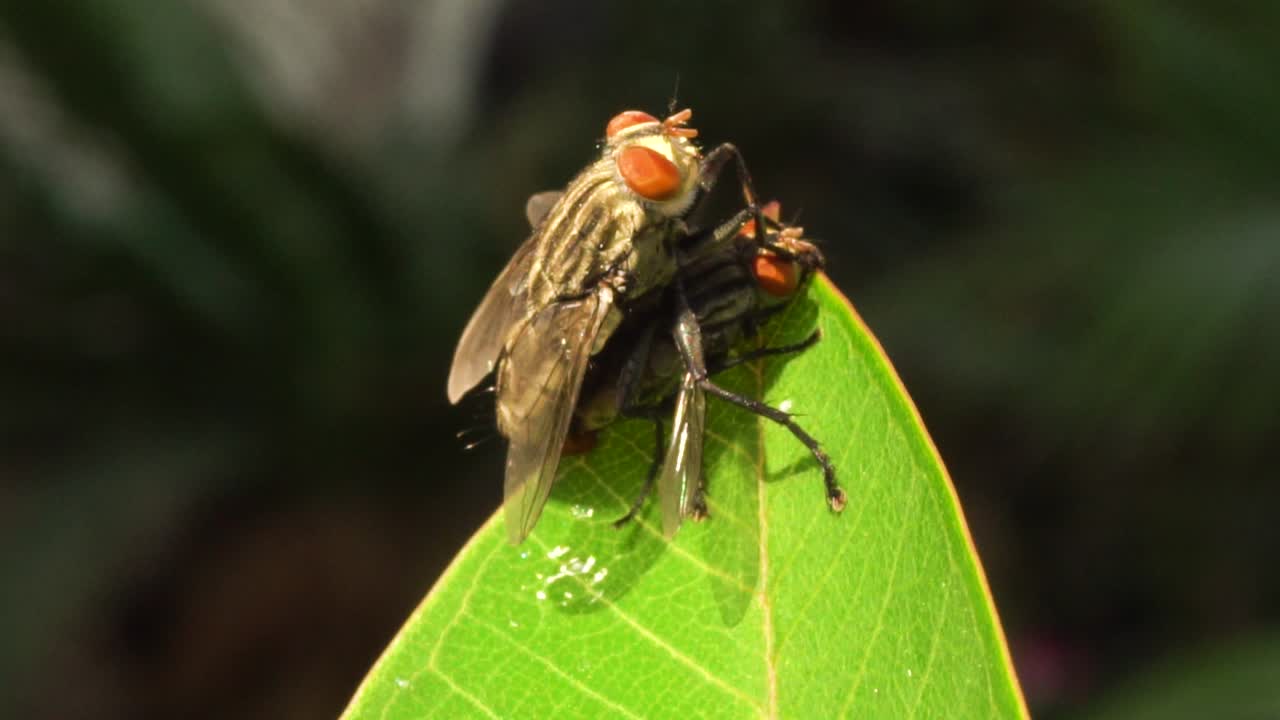 mosca doméstica apareándose en hoja verde, fondo oscuro bokeh