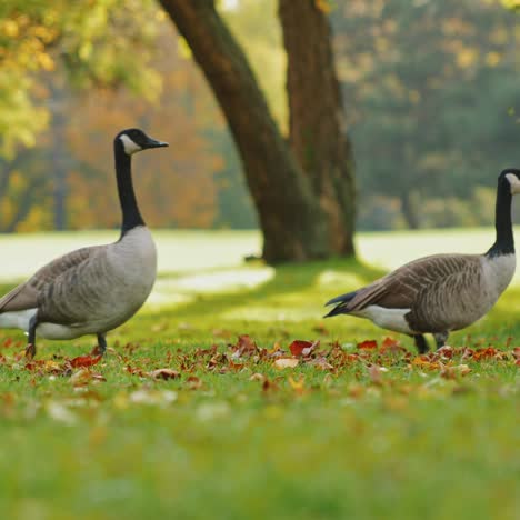 a flock of geese walk in a green meadow at sunset 1