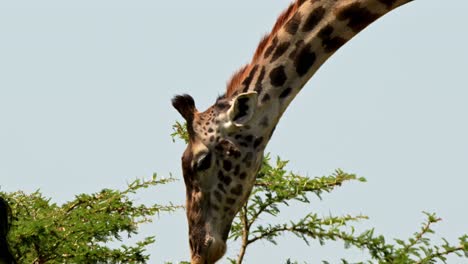 girafa de cuello alto alimentándose de un árbol de acacia que se extiende hacia abajo toma de detalle, vida silvestre africana en la reserva nacional de maasai mara, kenia, áfrica animales de safari en la reserva de masai mara norte