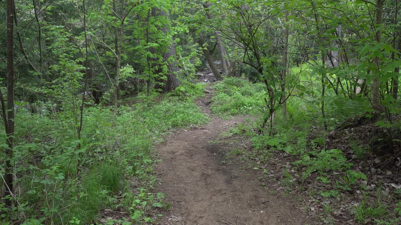A trail that turns at an angle of almost 90 degrees in a forest with many trees. It truly adds a beautiful dimension to this cinematic scene
