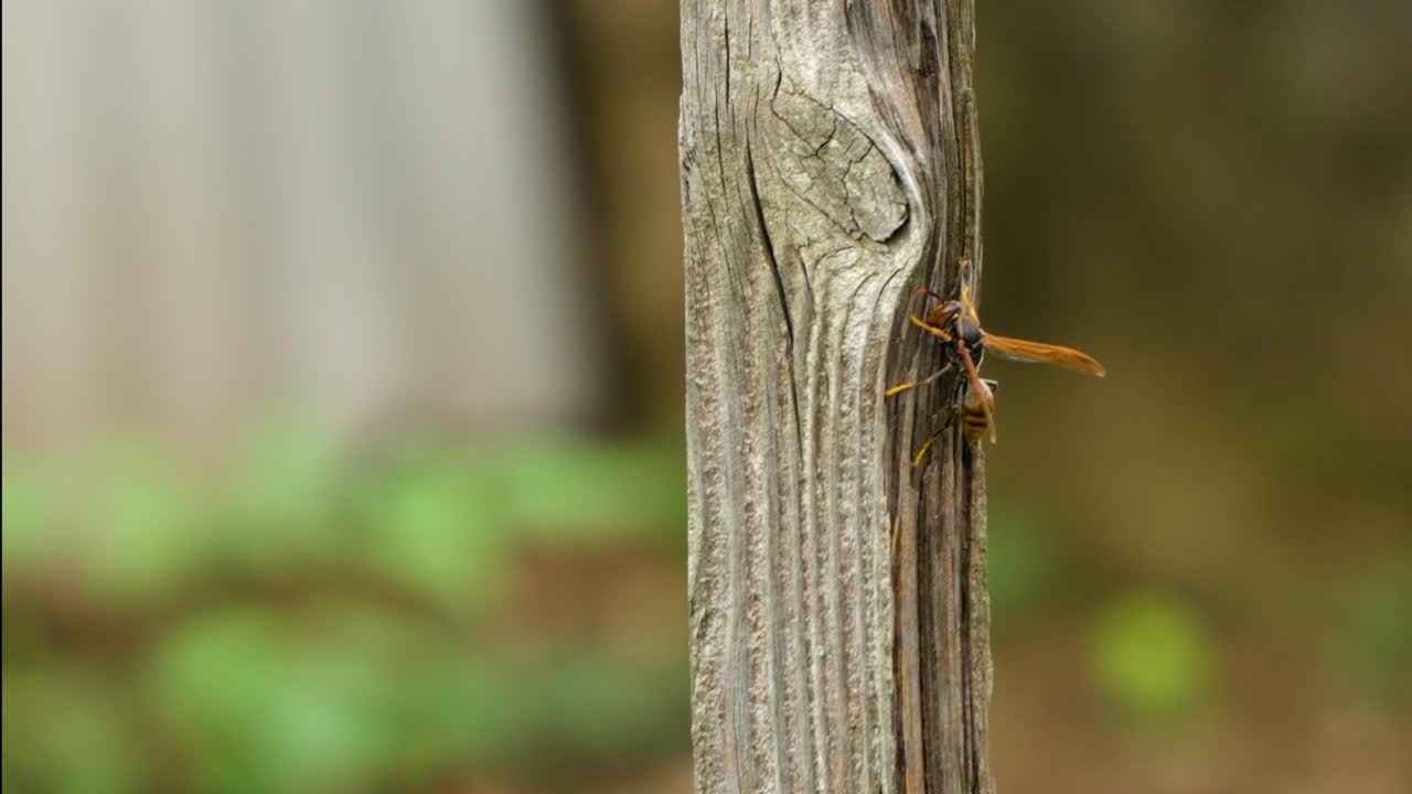 la avispa de papel asiática, china o japonesa se arrastra por un poste de madera y vuela lejos en cámara lenta