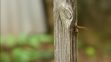 asian, chinese or japanese paper wasp crawls on wooden pole and flies away in slow motion closeup